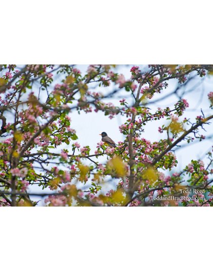 Todd Reed's Day 133 of 365 