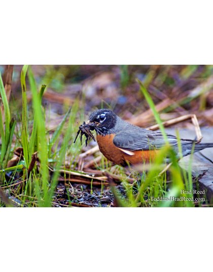 Brad Reed's Day 133 of 365 