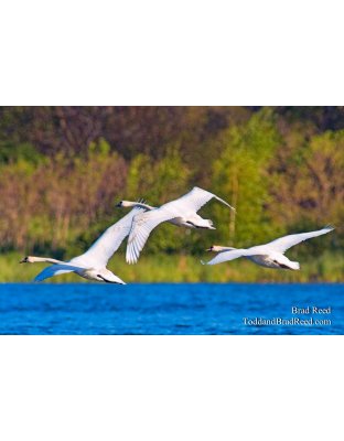 Brad Reed's Day 134 of 365 