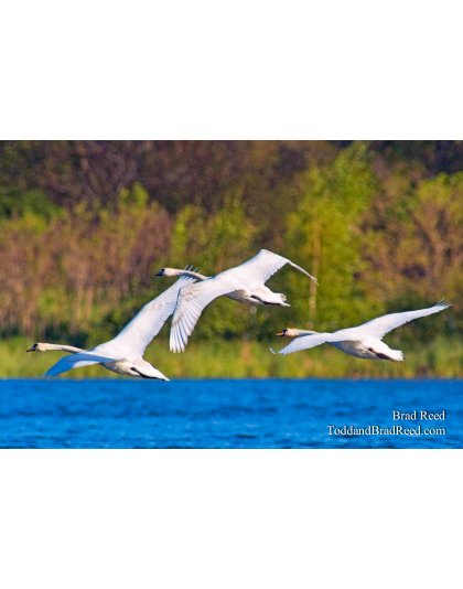 Brad Reed's Day 134 of 365 