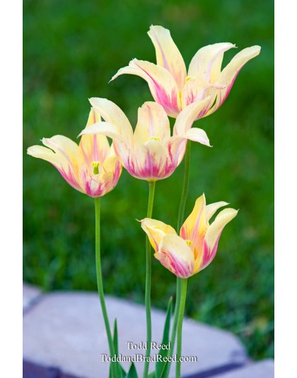 Todd Reed's Day 135 of 365 