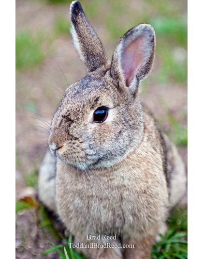 Brad Reed's Day 135 of 365 