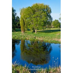 Brad Reed\'s Day 140 of 365 