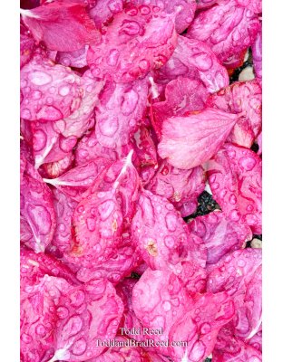 Todd Reed's Day 141 of 365 