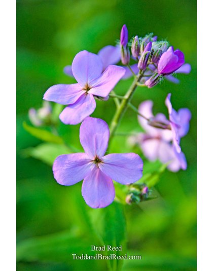 Brad Reed's Day 143 of 365 