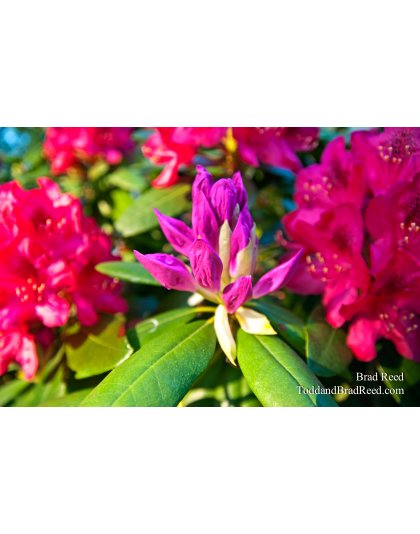 Brad Reed's Day 146 of 365 