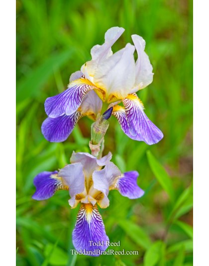 Todd Reed's Day 147 of 365 