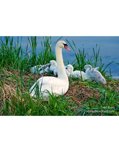 Todd Reed's Day 150 of 365 