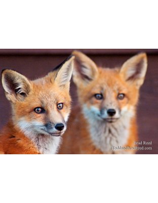 Brad Reed's Day 150 of 365 