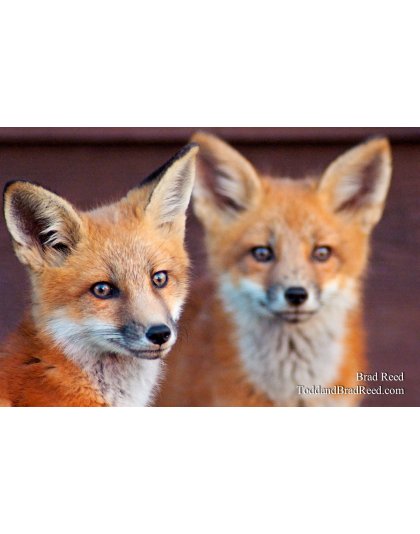 Brad Reed's Day 150 of 365 