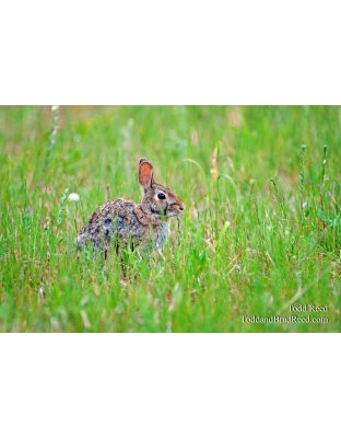 Todd Reed's Day 153 of 365 