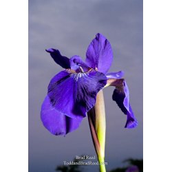 Brad Reed\'s Day 153 of 365 