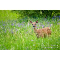 Todd Reed\'s Day 155 of 365 