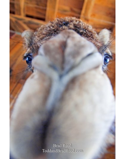 Brad Reed's Day 157 of 365 