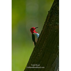 Todd Reed\'s Day 158 of 365 