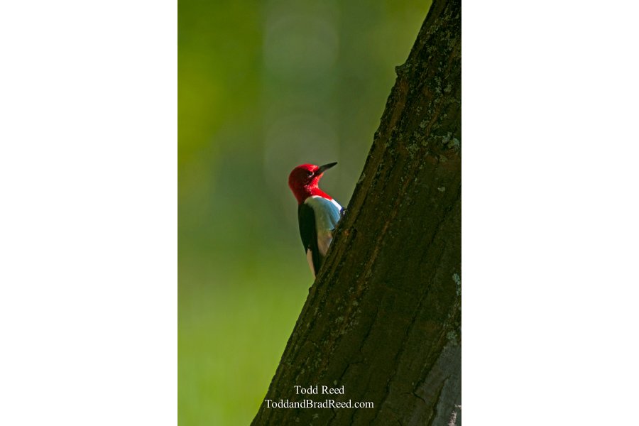 Todd Reed's Day 158 of 365 