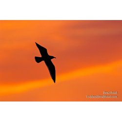 Brad Reed\'s Day 158 of 365 