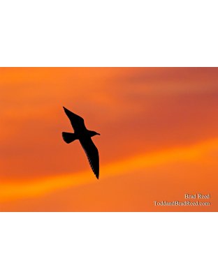 Brad Reed's Day 158 of 365 