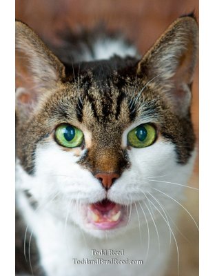 Todd Reed's Day 159 of 365 