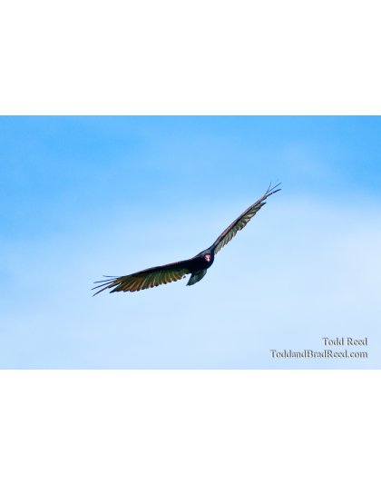 Todd Reed's Day 163 of 365 