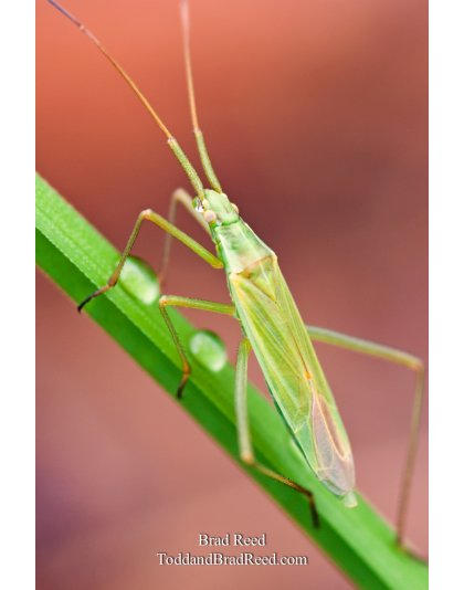 Brad Reed's Day 164 of 365 