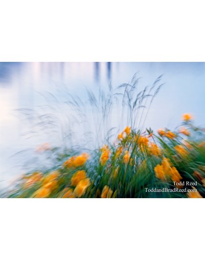 Todd Reed's Day 165 of 365 