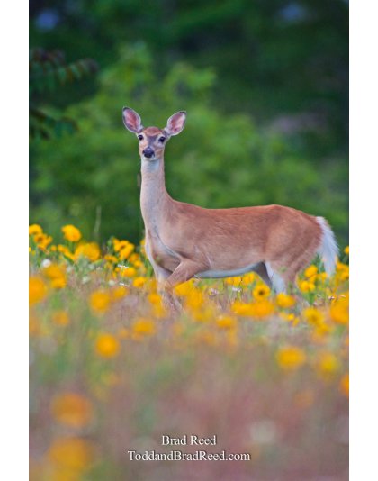 Brad Reed's Day 168 of 365 