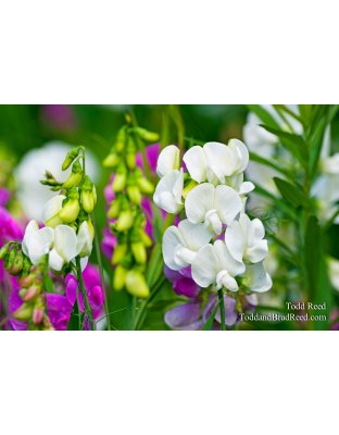 Todd Reed's Day 169 of 365 