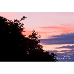 Todd Reed\'s Day 170 of 365 