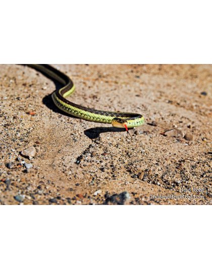 Brad Reed's Day 170 of 365 