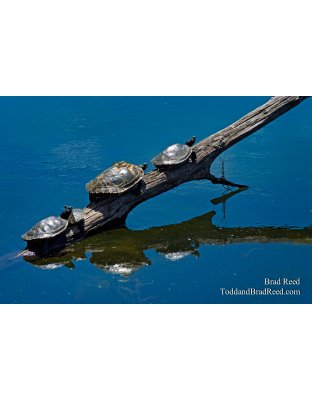 Brad Reed's Day 171 of 365 