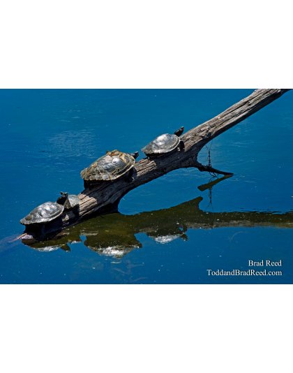 Brad Reed's Day 171 of 365 