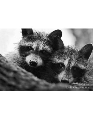 Brad Reed's Day 173 of 365 