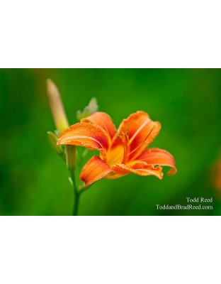 Todd Reed's Day 174 of 365 