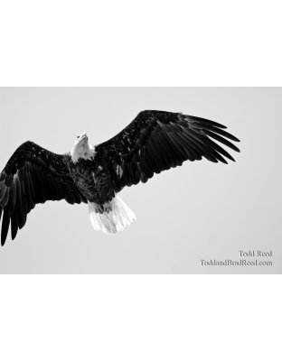 Todd Reed's Day 176 of 365 