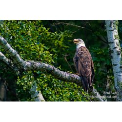 Brad Reed\'s Day 176 of 365 