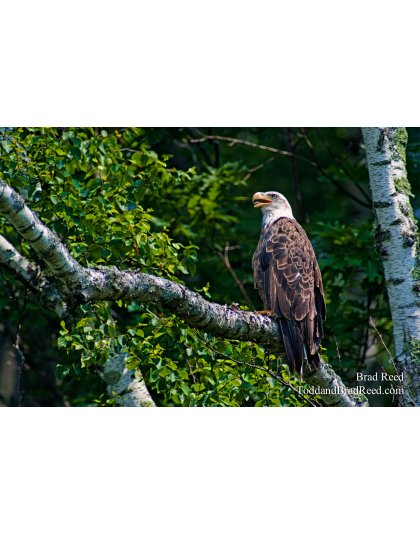 Brad Reed's Day 176 of 365 