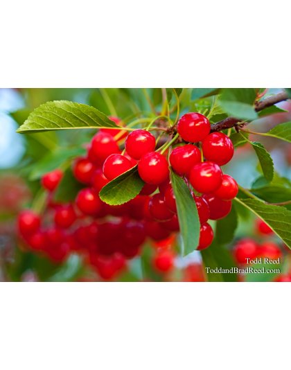 Todd Reed's Day 177 of 365 