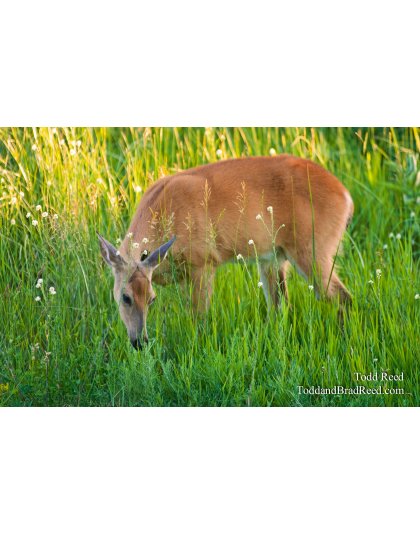 Todd Reed's Day 179 of 365 