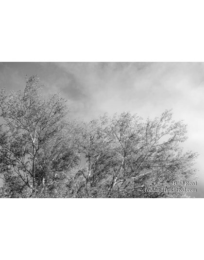 Brad Reed's Day 179 of 365 