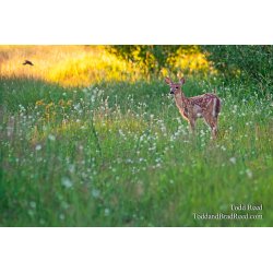 Todd Reed\'s Day 184 of 365 