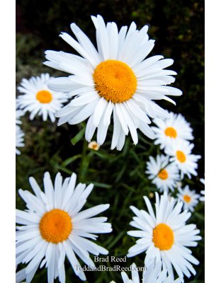 Brad Reed's Day 184 of 365 