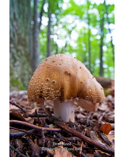 Brad Reed's Day 186 of 365 