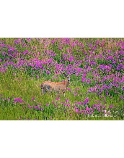 Todd Reed's Day 188 of 365 