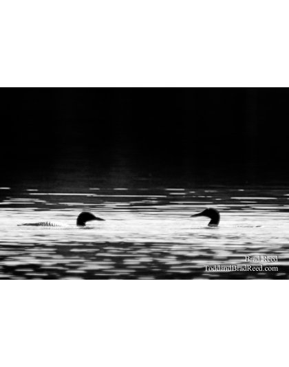 Brad Reed's Day 188 of 365 