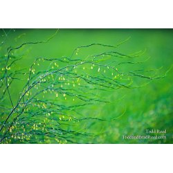 Todd Reed\'s Day 189 of 365 