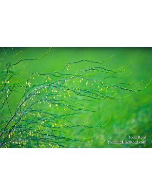 Todd Reed's Day 189 of 365 