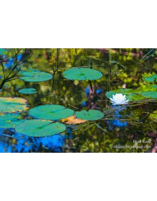 Brad Reed's Day 195 of 365 