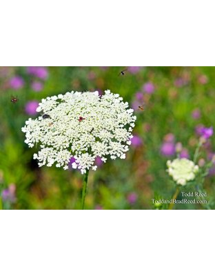 Todd Reed's Day 197 of 365 