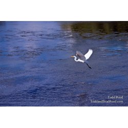 Todd Reed\'s Day 199 of 365 
